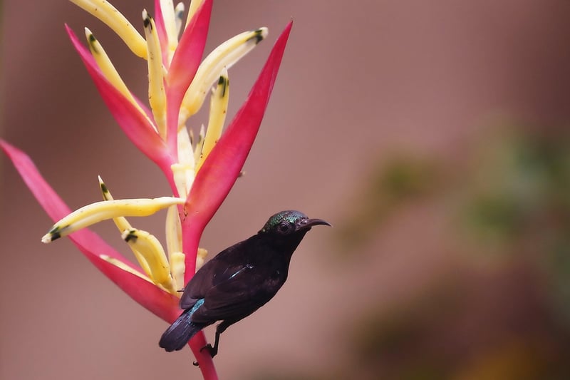 Exotic Flora